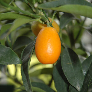 Nagami Kumquat fruit