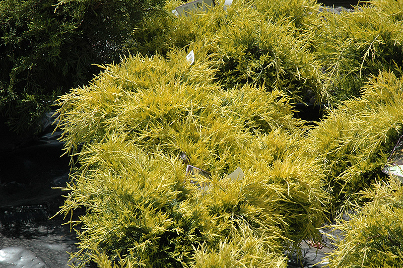 Sea Of Gold Juniper