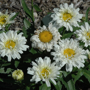 Freak! Shasta Daisy flowers