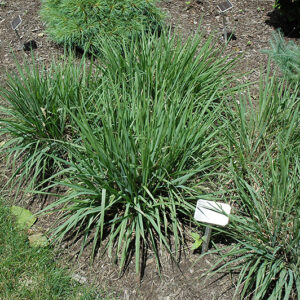 Purple Lovegrass