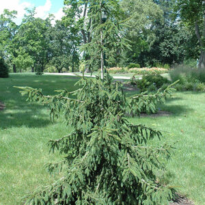 Gold Tipped Oriental Spruce