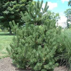 Oregon Green Austrian Pine