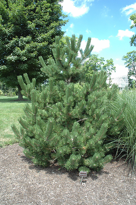 Oregon Green Austrian Pine