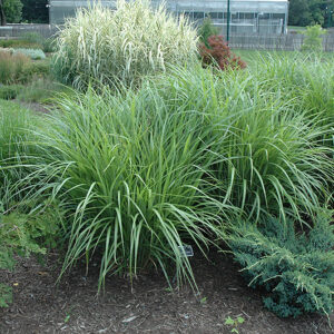 Silberfeder Maiden Grass