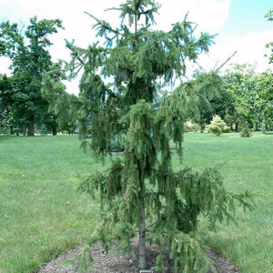 Red Tipped Norway Spruce