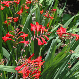Emberglow Crocosmia flowers