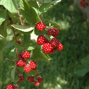 Heritage Raspberry fruit