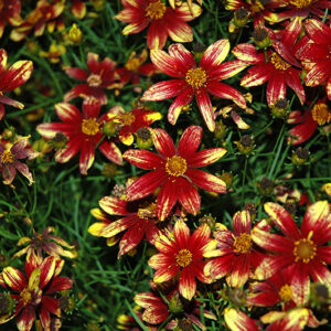Route 66 Tickseed flowers