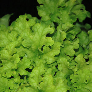 Lime Ruffles&trade; Coral Bells foliage