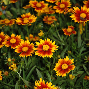 Lil' Bang&trade; Daybreak Tickseed flowers