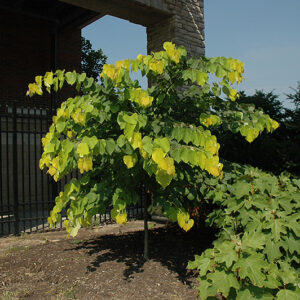 Hearts of Gold Redbud