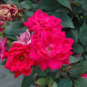 Knock Out&reg; Double Red Rose flowers