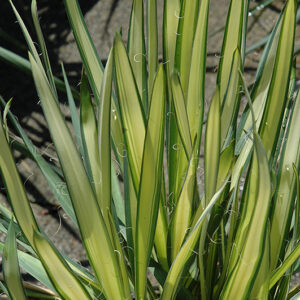 Garland Gold Adam's Needle foliage