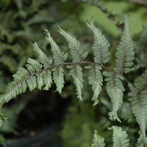 Applecourt Painted Fern foliage