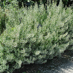 Montrose White Dwarf Calamint in bloom