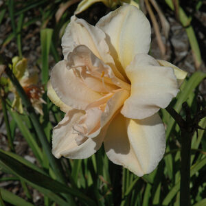Peggy Jeffcoat Daylily flowers
