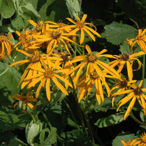 Othello Rayflower flowers