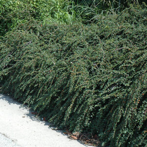 Tom Thumb Cotoneaster