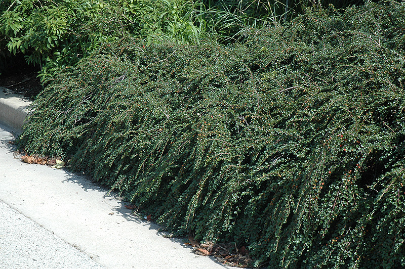 Tom Thumb Cotoneaster