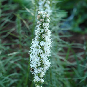 White Blazing Star flowers