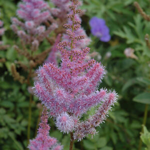 Purple Candles Astilbe flowers