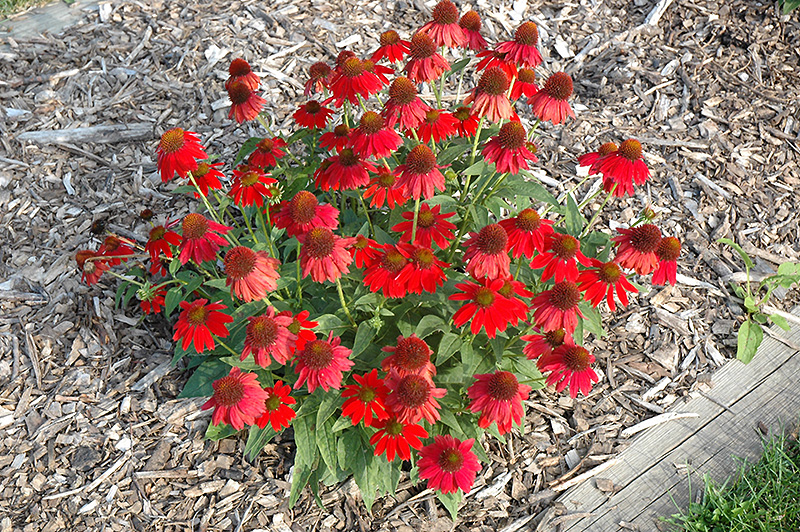 Sombrero® Salsa Red Coneflower in bloom