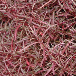 Red Threads Alternanthera foliage