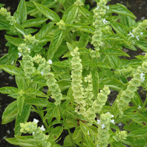 Genovese Emily Basil flowers