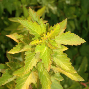 Lemon Candy Ninebark foliage