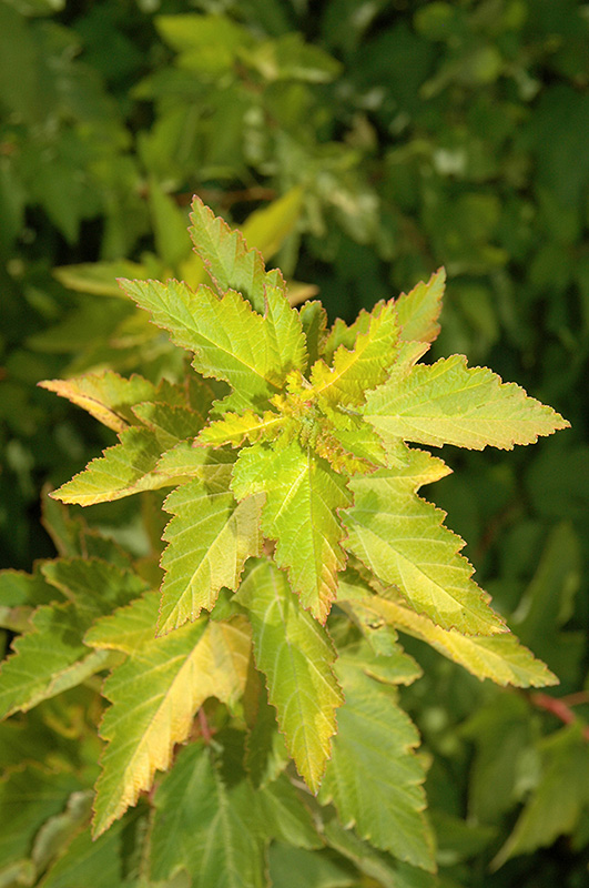Lemon Candy Ninebark foliage