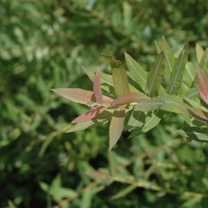 Flamingo Willow foliage