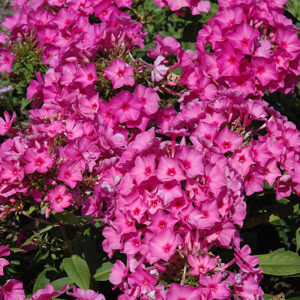 Flame Pink Garden Phlox flowers