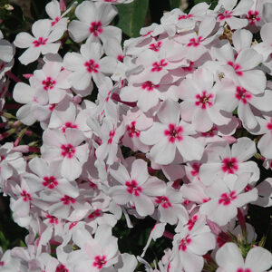Flame White Eye Garden Phlox flowers