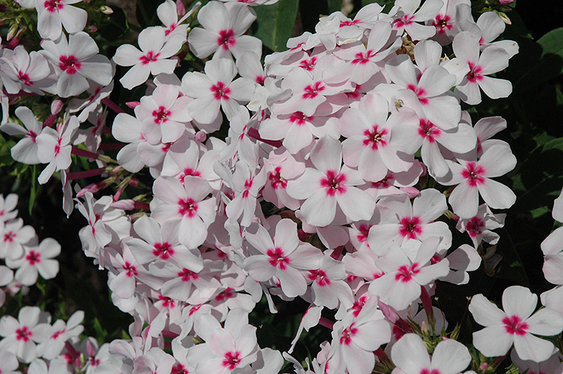 Flame White Eye Garden Phlox flowers
