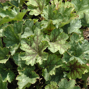 Carnival Cocomint Coral Bells foliage