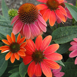 Sombrero® Hot Coral Coneflower flowers