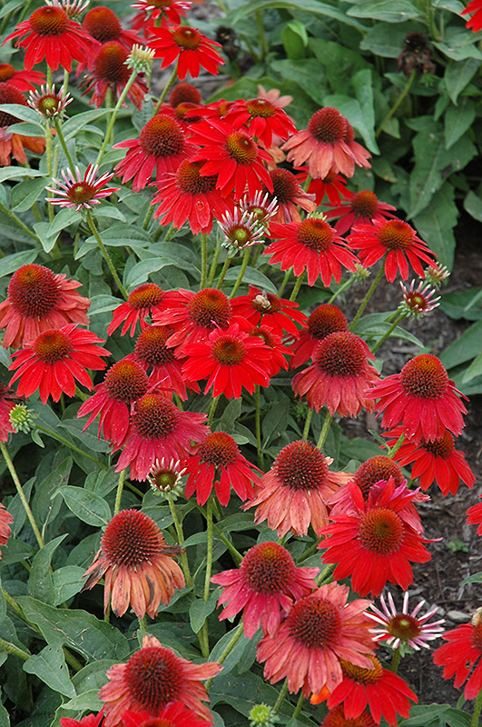 Sombrero® Salsa Red Coneflower flowers