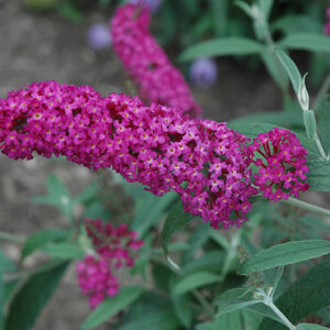 Buzz&trade; Magenta Butterfly Bush flowers