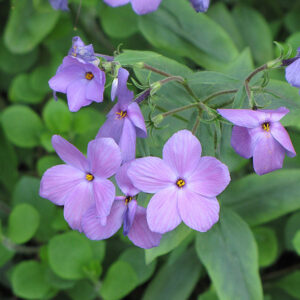 Sherwood Blue Woodland Phlox flowers