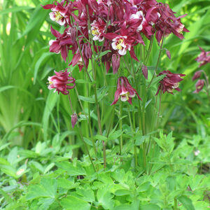 Red Hobbit Columbine flowers