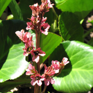 Baby Doll Bergenia flowers