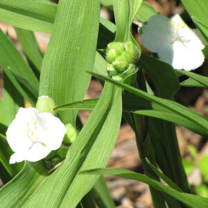 White Spiderwort flowers
