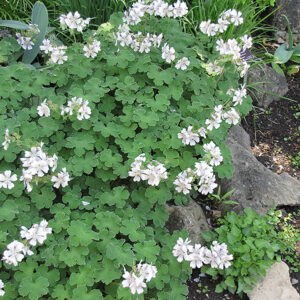 Dwarf Cranesbill in bloom