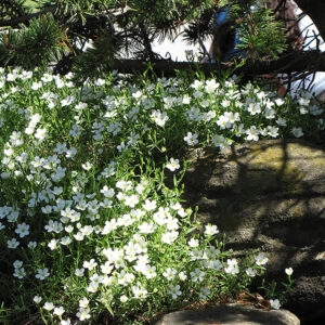 Mountain Sandwort in bloom