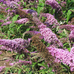 Ile de France Butterfly Bush flowers