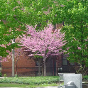 Eastern Redbud (tree form) in bloom
