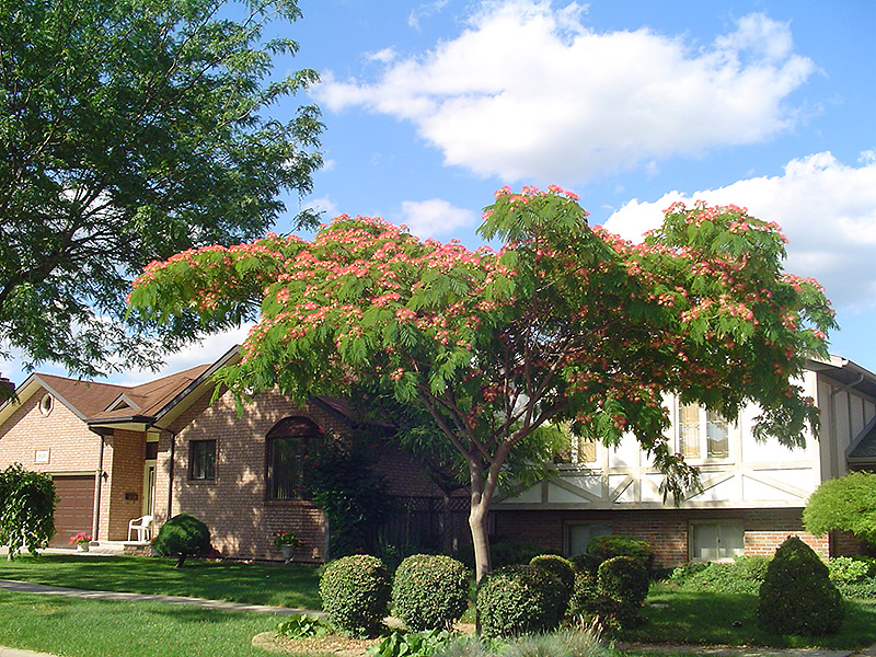 Mimosa in bloom