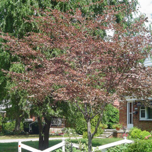 Tricolor Beech