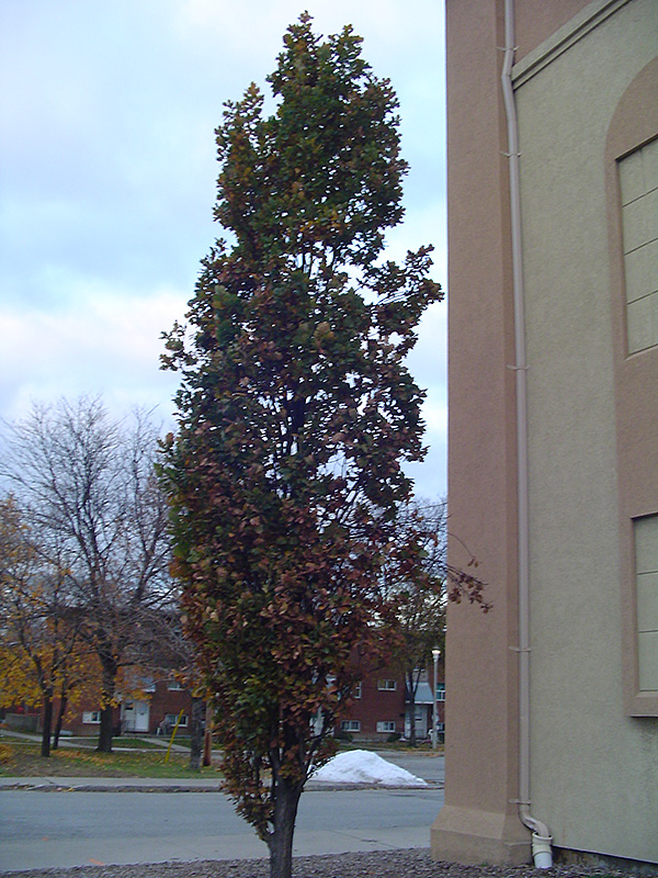 Pyramidal English Oak in fall