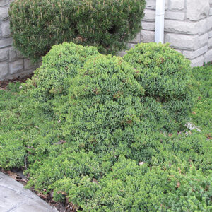 Dwarf Japanese Garden Juniper